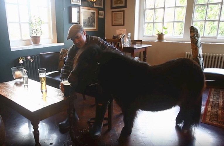 Šetlandski poni obožava pivo i rado odlazi u lokalni pub