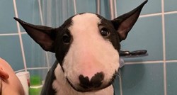 Pas koji izgleda kao da ima brkove viralni je hit, uspoređuju ga s Herculom Poirotom