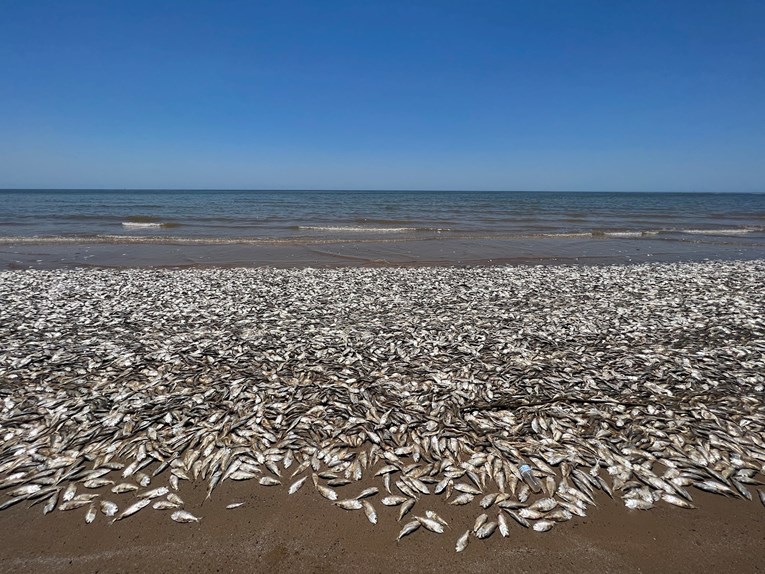Uginule ribe plutaju duž plaža na obali Meksičkog zaljeva
