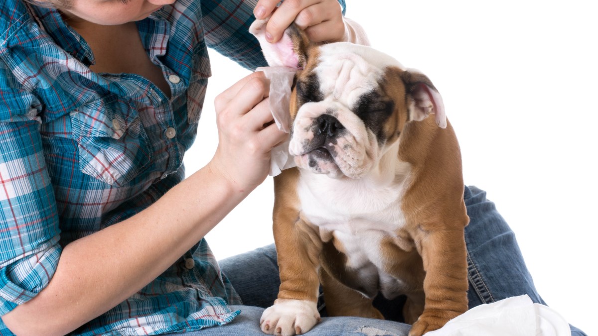 Doznajte koji se sve nametnici mogu skrivati u ušima vašeg ljubimca