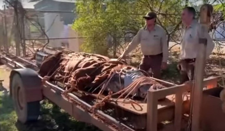 VIDEO U australskom turističkom odredištu uhvaćen ogroman krokodil