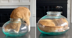 Mačka se odlučila ugurati u akvarij za ribice. Vjerovali ili ne, uspjela je