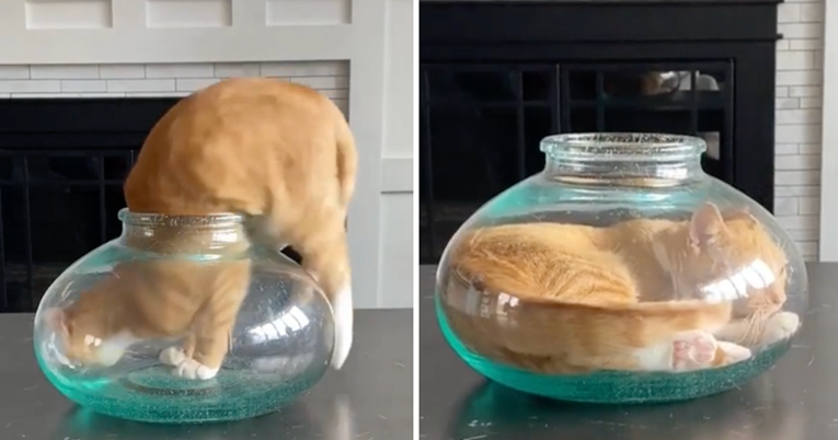 Mačka se odlučila ugurati u akvarij za ribice. Vjerovali ili ne, uspjela je