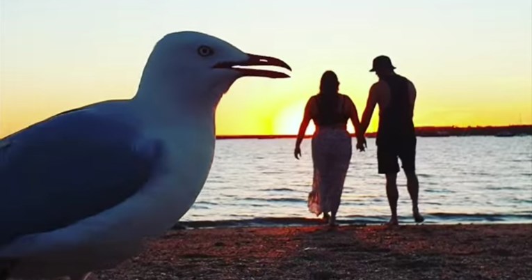 Par htio snimiti romantičan video uz zalazak sunca, no galebovi su imali drugi plan