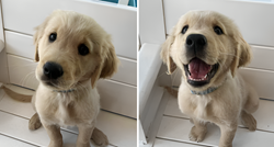 Pogledajte kako štenci promijene izraze lica kad ih vlasnica pohvali. Video je hit