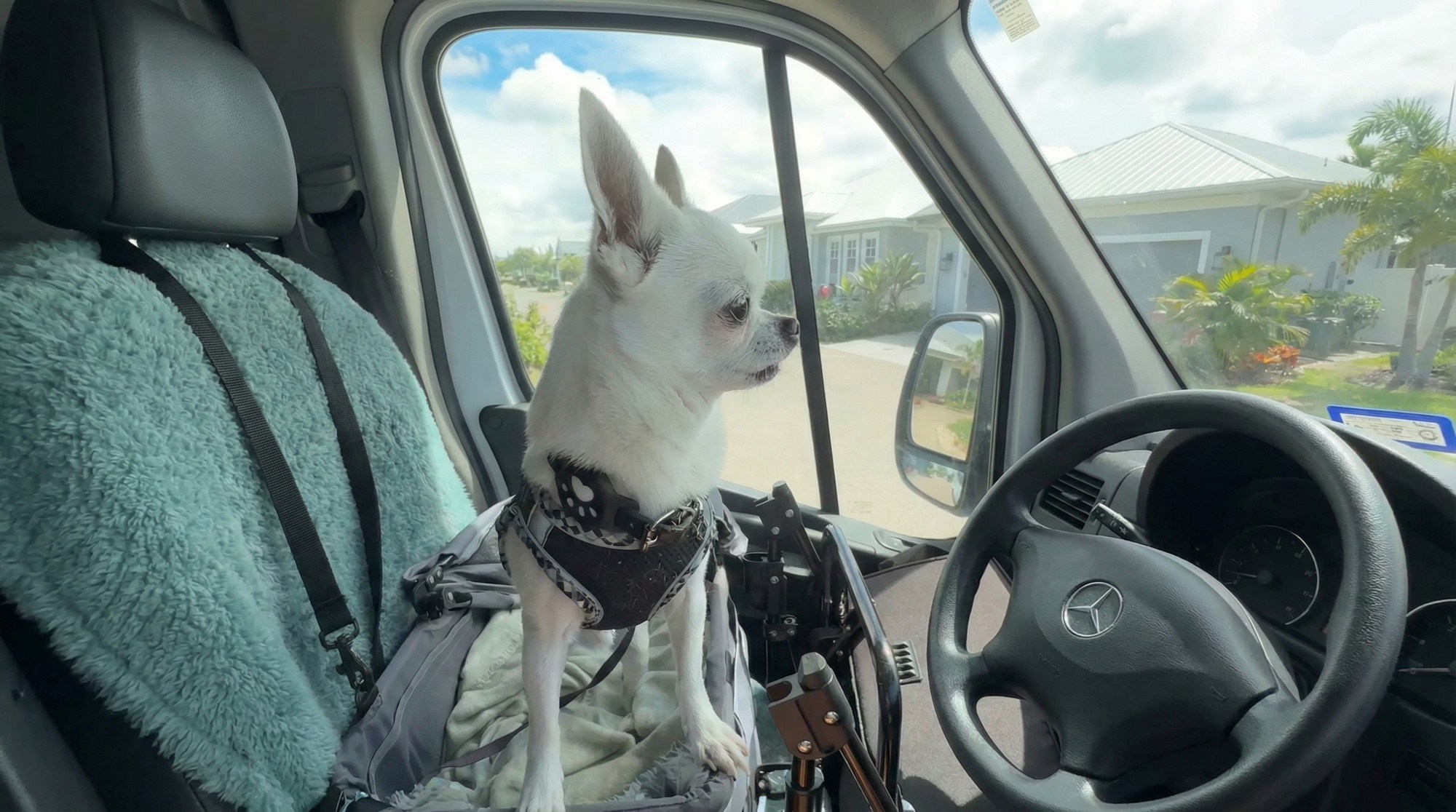 VIDEO Čivava nakon pola godine odmah prepoznala omiljene ljude, reakcija je preslatka