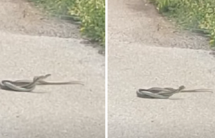 Prolaznik u Dalmaciji naišao na zmije, mislio da su se sukobile. Evo o čemu je riječ