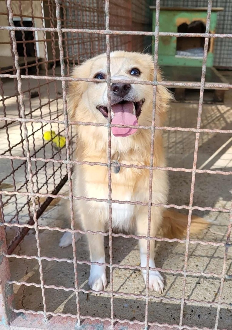 Vratili su je kao "robu s greškom": Chiara hitno traži odgovorne udomitelje