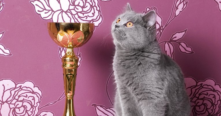 Ruskim mačkama zabranjeno sudjelovanje na međunarodnim natjecanjima