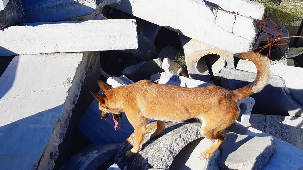 Upoznajte naše hrabre pse koji u Albaniji spašavaju ljude nakon potresa