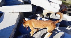 Upoznajte naše hrabre pse koji u Albaniji spašavaju ljude nakon potresa