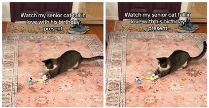 Stariji mačak za rođendan dobio novu igračku, pogledajte njegovu preslatku reakciju