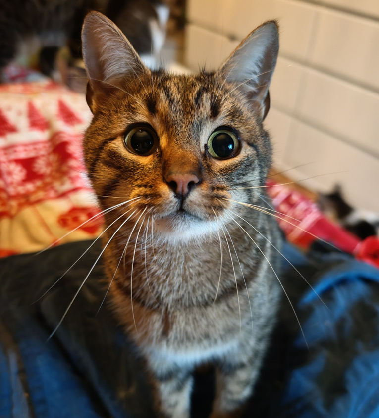 Tigrasti mačići sad teže pronalaze dom i od crnih. A pogledajte samo Deweyja