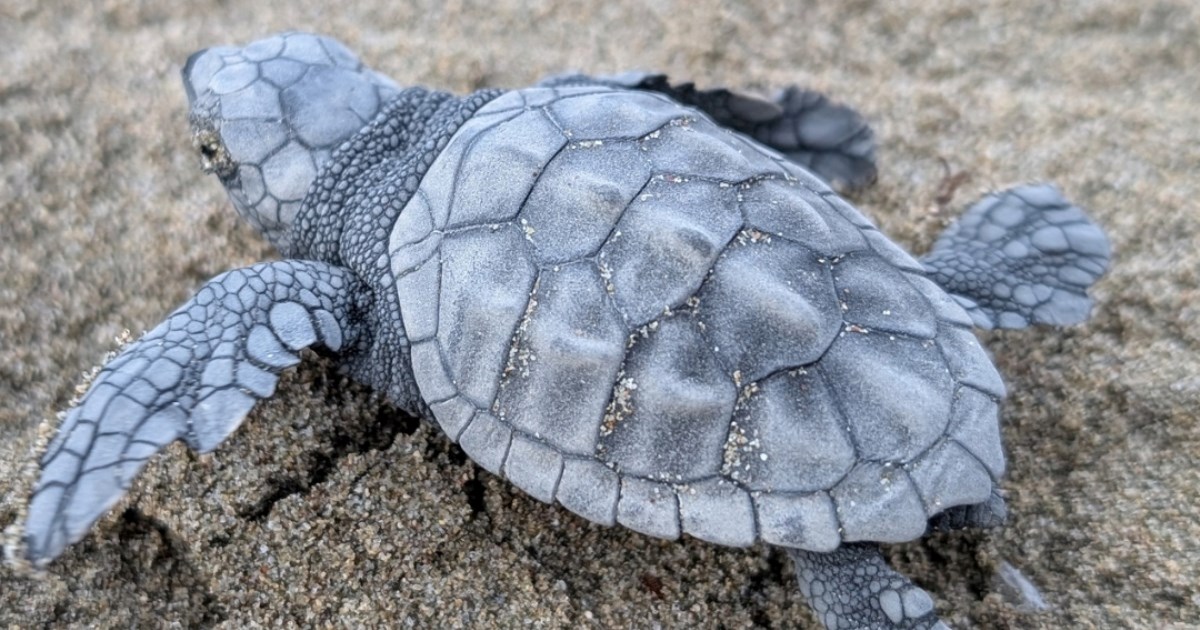 Radosne vijesti s Korčule: U Lumbardi uočene još tri novoizlegle glavate želve