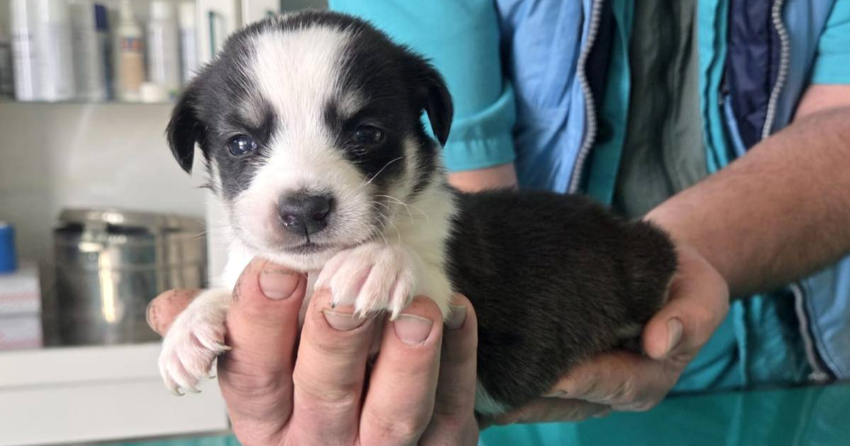 Pseća obitelj iz Pisarovine treba vašu pomoć i trajni dom