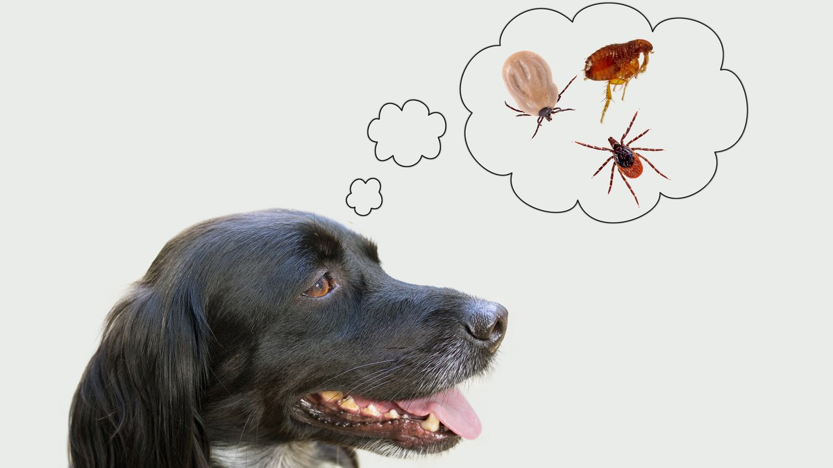 S toplim vremenom dolaze i opasni krpelji. Ovo su simptomi opasne piroplazmoze