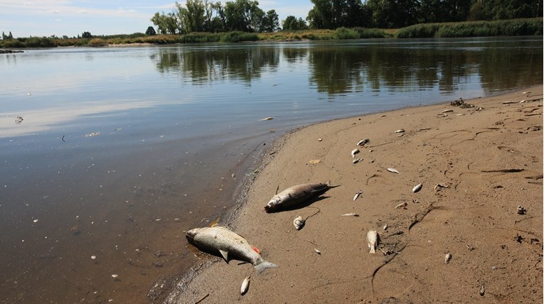 Njemačke vlasti pronašle živu nakon masovnog pomora ribe u rijeci Odri