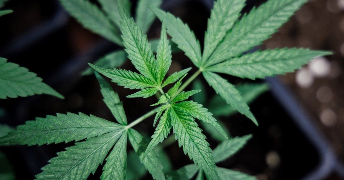 Njemačka na putu legalizacije marihuane. Scholz: Mislim da činimo pravu stvar