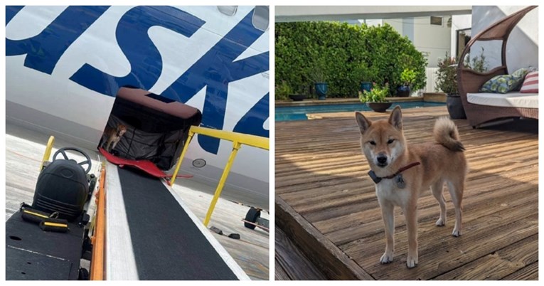 Kujica pobjegla iz kaveza tijekom leta i šokirala djelatnike aviokompanije