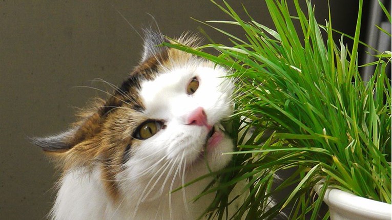 Ove četiri biljke će umanjiti stres vaše mačke