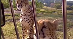 Video otkrio kako se gepardi glasaju, ljudi ne mogu vjerovati: "Zvuče kao mačke"