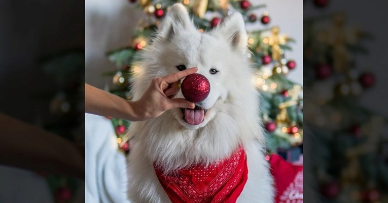 Božićne fotke samojeda Felixa oduševile su ljude na internetu: "Presladak je"