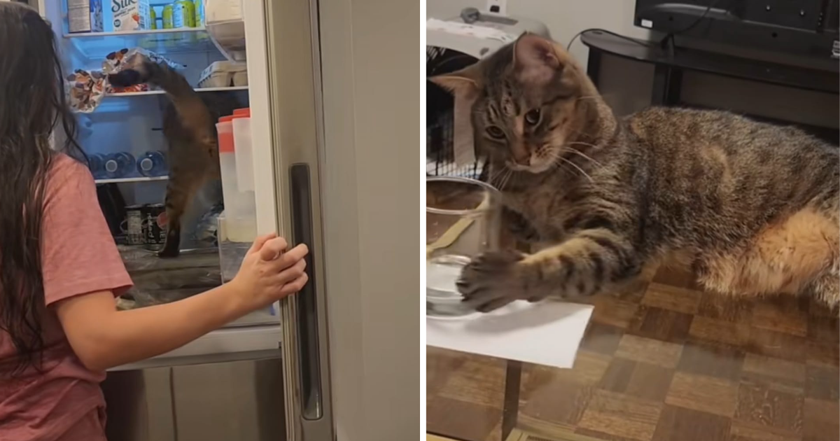 Pokazala sve "zločine" koje je njezina mačka učinila u mjesec dana. Video je hit