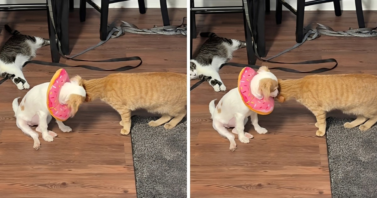 Mačak tješi kujicu koja se oporavlja od operacije, prizor će vas raznježiti 🥰