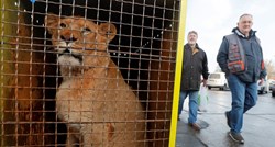 Iz Ukrajine su evakuirani lavovi i tigrovi, smješteni su u Poljskoj