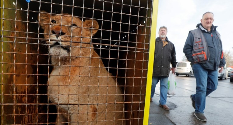 Iz Ukrajine su evakuirani lavovi i tigrovi, smješteni su u Poljskoj