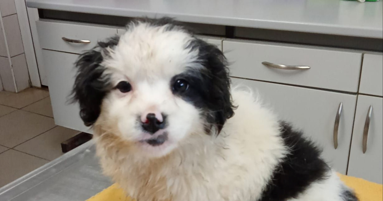 Ovo je Riki. Ima dva mjeseca, presladak je i traži dom