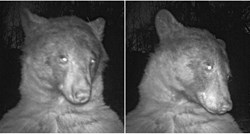 Medvjed snimio preko 400 "selfieja" kamerom za divlje životinje