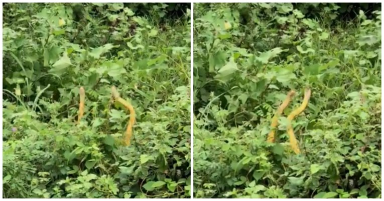 Video zmija koje plešu na kiši je hit na Twitteru, ljudi pišu: "Ovo je odlično"