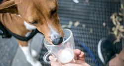 Smiju li psi piti mlijeko?