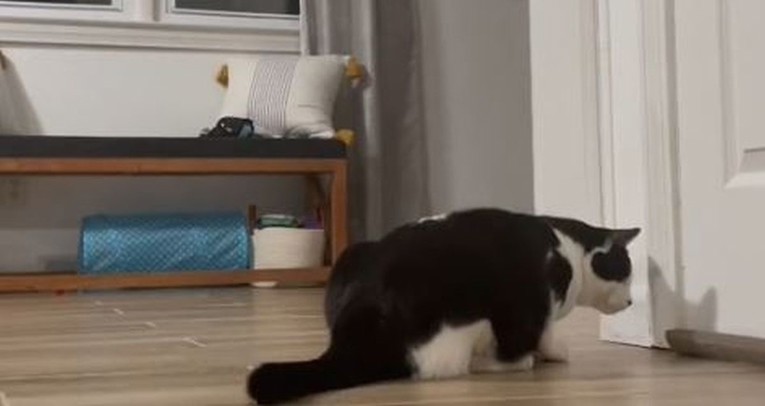 Kamera otkrila što mačka radi kada vlasnica nije doma, snimka je mnoge dirnula
