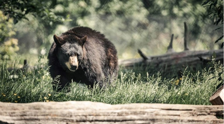 Prvi smrtonosni napad crnog medvjeda u Kaliforniji: "Upao joj je u kuću i ubio" 