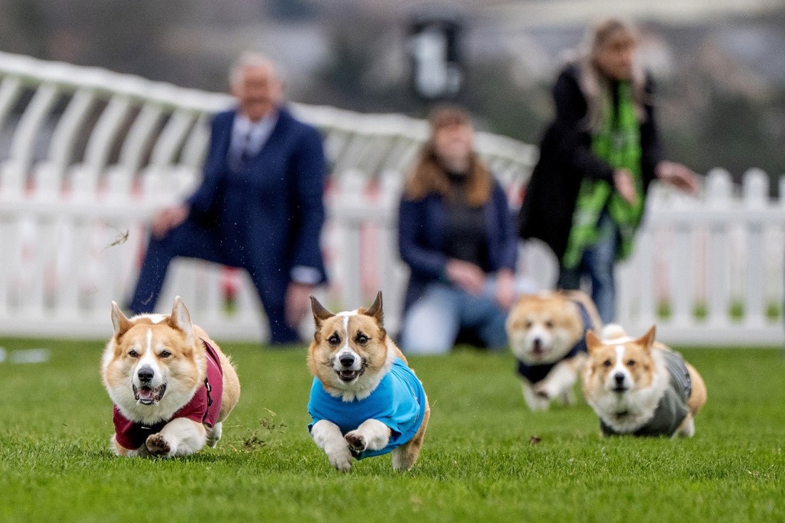 Održana je najslađa utrka, pobjedu odnijela gladna kujica 🐶