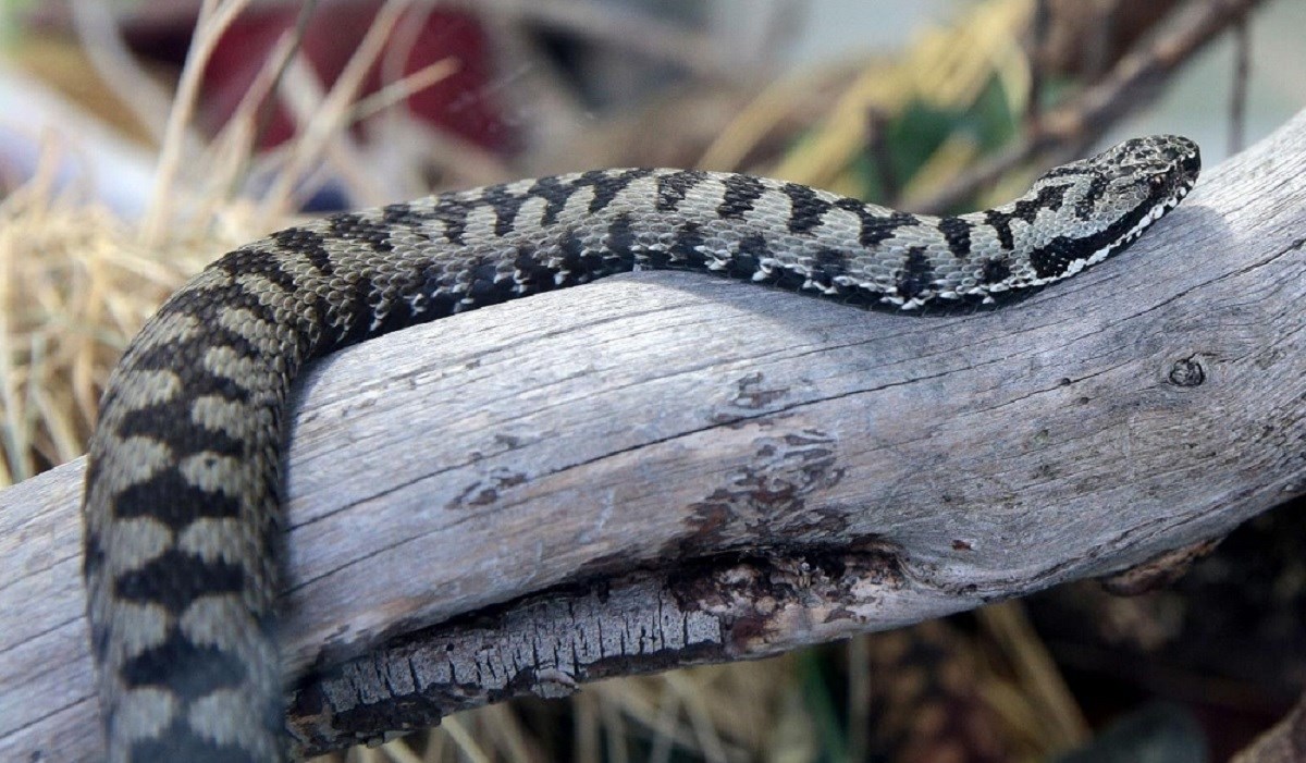 Sve je više zmija po Slavoniji. Gmizale u stropu, uvukle se u trosjed, ušle u auto...