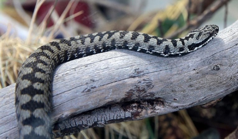 Sve je više zmija po Slavoniji. Gmizale u stropu, uvukle se u trosjed, ušle u auto...