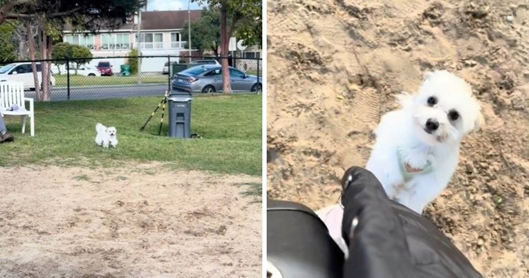 Pas misli da je izgubio vlasnicu, njegovo paničarenje u parku slama srca