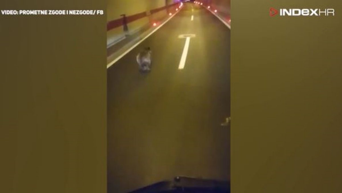 VIDEO Mali medo zalutao u tunel u Lici, snimili ga kako bježi