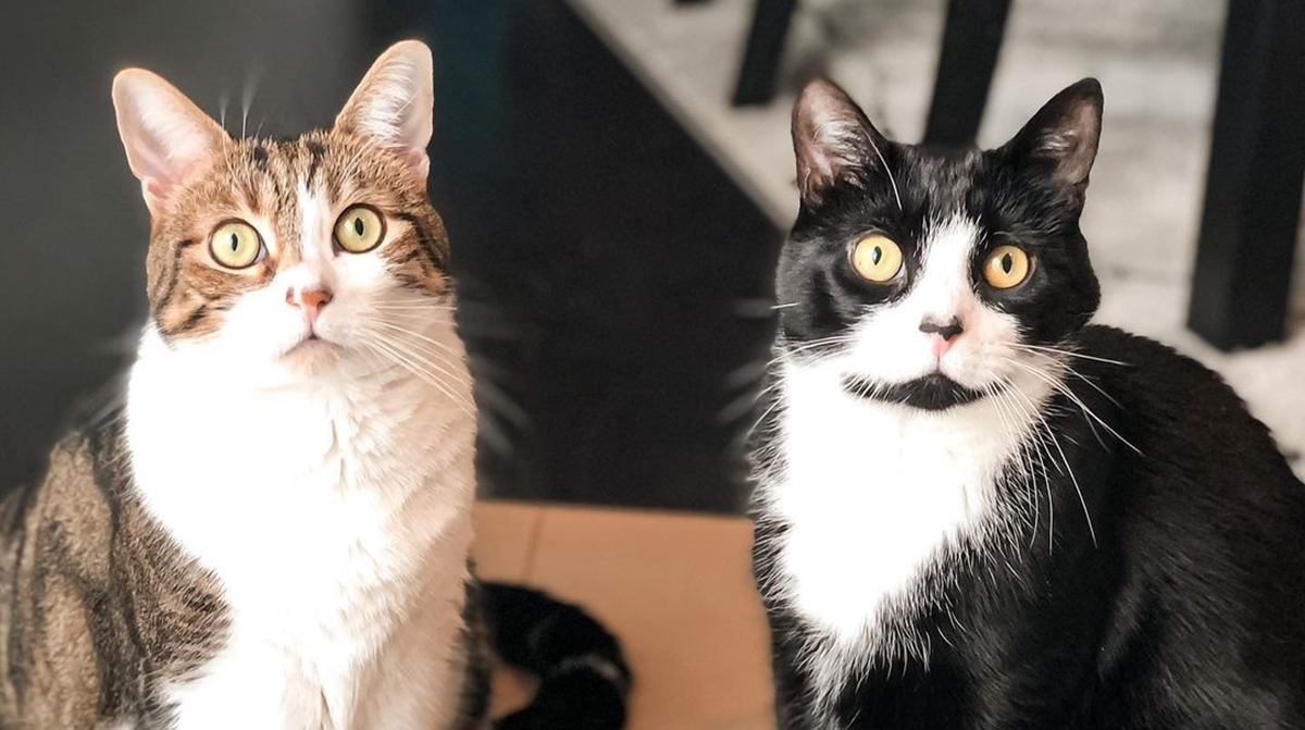 Pomoću ovih pet znakova znat ćete da vas vaše mačke uistinu vole