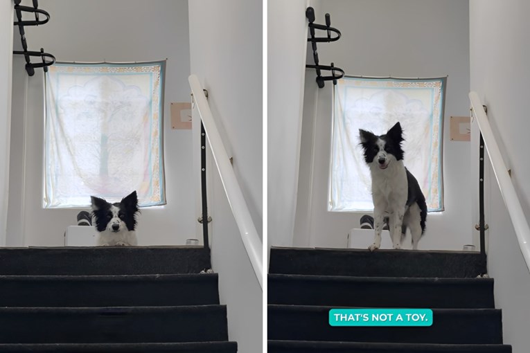 Kujica border collieja se posvađala s vlasnikom i to pokazala na najsmješniji način