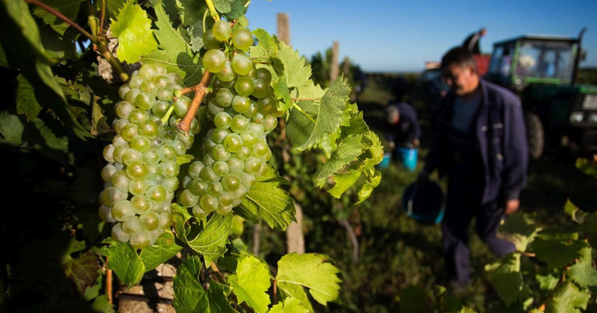 Vinogradari: Ako uskoro ne padne kiša, ne piše nam se dobro