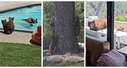 Medvjedica sa svojim bebama došla na bazen u Kaliforniji. Zaplivala je, oni je čekali