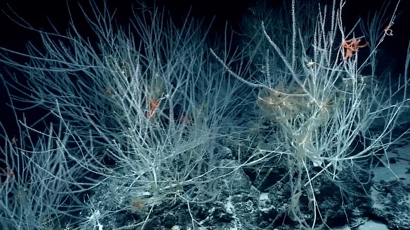 CNN: Trump je opsjednut ključnim mineralima. Sada ih traži na novom, opasnom mjestu