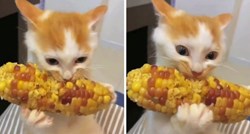 Ovog mačića je nemoguće odvojiti od kuhanog kukuruza