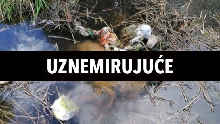 UZNEMIRUJUĆE U romskom naselju štene strpali u kantu za smeće pa utopili u potoku