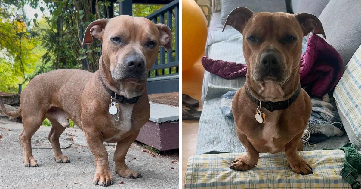 Pas izgleda kao da ima glavu pit bulla na tijelu jazavčara i internet ga obožava