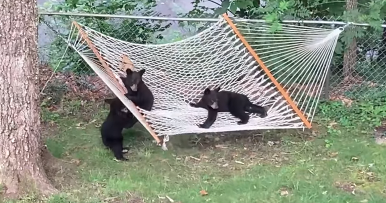 Žena u dvorištu pronašla tri mala medvjedića kako se igraju na mreži za ljuljanje